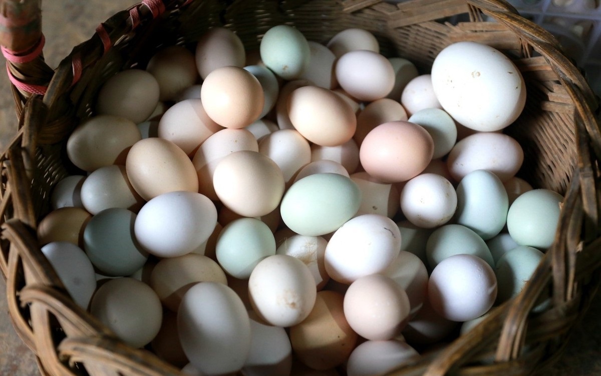 小红书揭秘，土鸡蛋价格大解密🥚