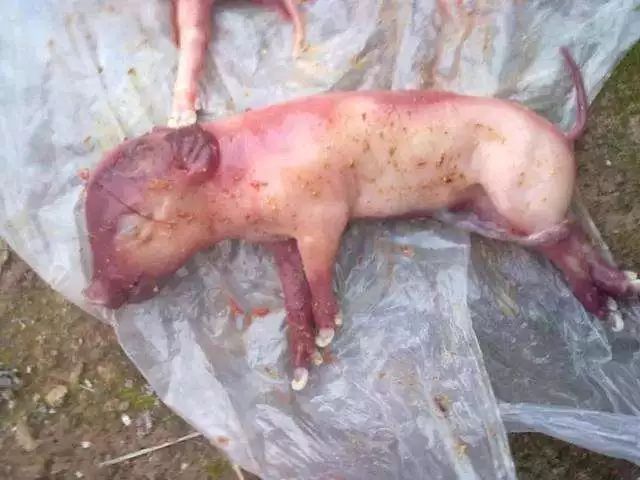 最新流产经历，人生的华丽转身与励志之旅