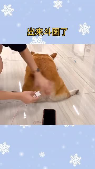 探索小巷魅力的独特之处，56最新斗狗特色小店